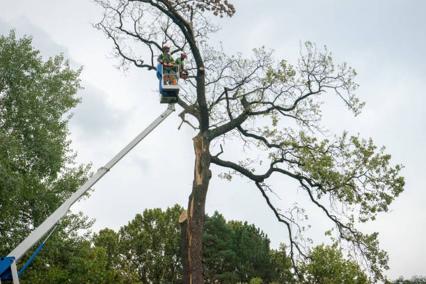 Best Seasonal Cleanup (Spring/Fall)  in The Hammocks, FL