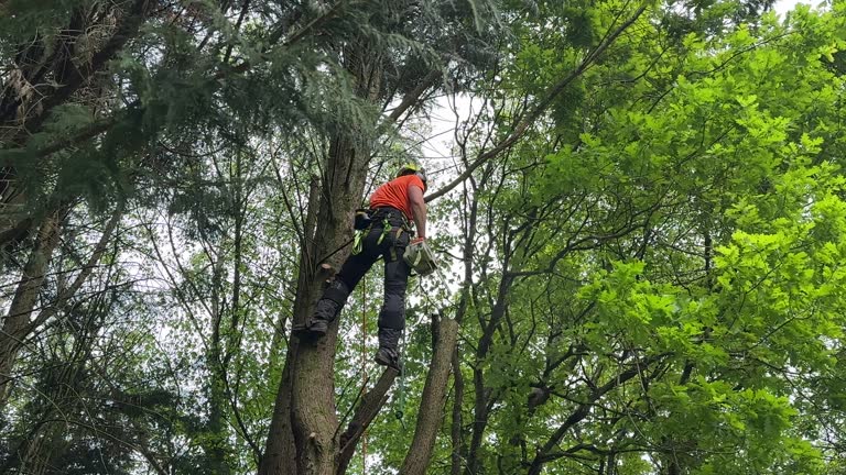 Best Lot and Land Clearing  in The Hammocks, FL