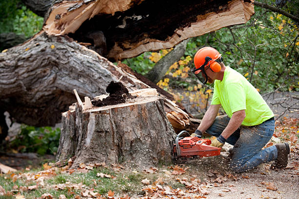 Best Tree Mulching  in The Hammocks, FL