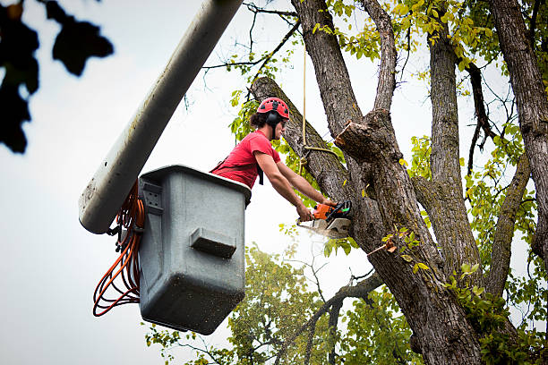 Best Arborist Consultation Services  in The Hammocks, FL