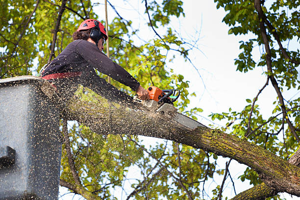 Best Stump Grinding and Removal  in The Hammocks, FL