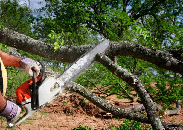 Best Grass Overseeding  in The Hammocks, FL